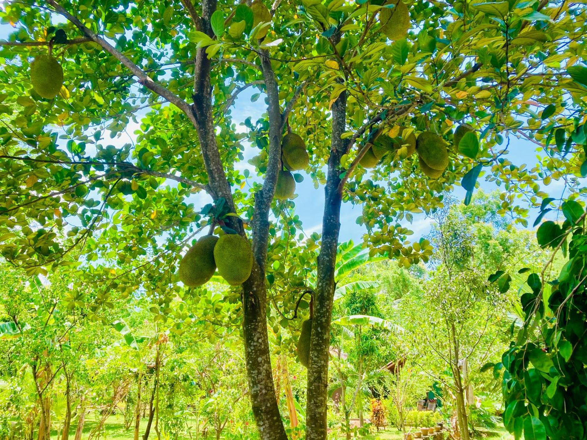 Suncity Privacy Cottages Udawalawe Kültér fotó